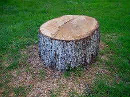 How Our Tree Care Process Works  in  Ohatchee, AL