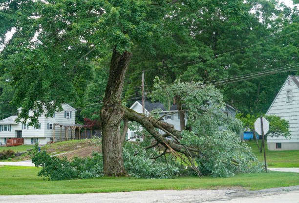 Best Tree Trimming and Pruning  in Ohatchee, AL