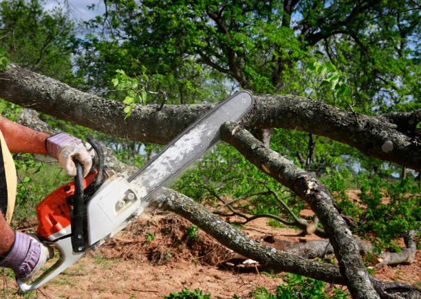 Trusted Ohatchee, AL Tree Removal Experts